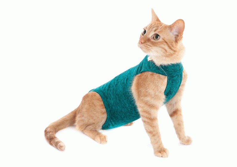 Gato em recuperação após uma cirurgia de cistotomia, utilizando um colar isabelino ou body pós-cirúrgico para proteger a incisão abdominal. Durante o período de recuperação, é importante evitar que o animal lamba ou traumatize a zona operada, ajudando a promover uma cicatrização adequada e a reduzir o risco de complicações.